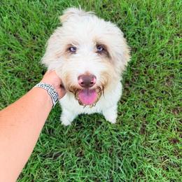 Aussiedoodle puppies from Florida Dippin’ Dachshunds & Aussiedoodles