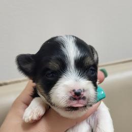 Yorkshire Terrier Puppies from My precious yorkies