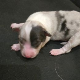 Blue Merle Female #2 - Australian Shepherd puppy from Ellison Family Homestead
