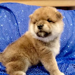 Cain - Sesame male Shiba Inu puppy in Milton, Florida from Moonlight Shibas