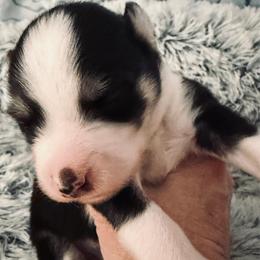 Leonard - Black and white male Pomsky puppy in Cumberland County, Pennsylvania from M&L Pomskies