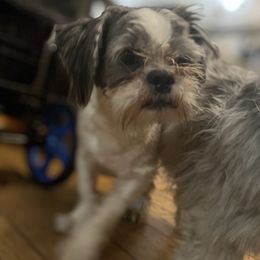 Percy - Shih Tzu