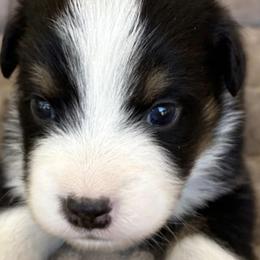 Companion Crosses, Miniature Australian Shepherds, and Pembroke Welsh Corgis from JOY Farms