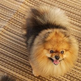 Pomeranians from Karen's Pomeranians