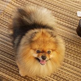 Pomeranians from Karen's Pomeranians
