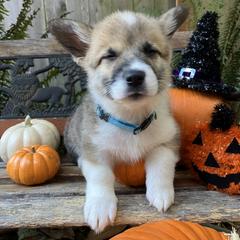 American Corgi and Pembroke Welsh Corgi Puppies from Cascadian Space Coast Corgis LLC