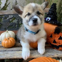 American Corgi and Pembroke Welsh Corgi Puppies from Cascadian Space Coast Corgis LLC