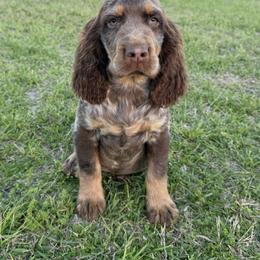 Liver Tri roan girl - Liver white and roan female English Springer Spaniel puppy in Defuniak Springs, Florida from Anastasia Knight's Cocker Spaniels