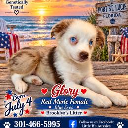 Betsy Ross - Black tri female Miniature Australian Shepherd puppy in Port Saint Lucie, Florida from Charlene Brannon's Mini Australian Shepherds