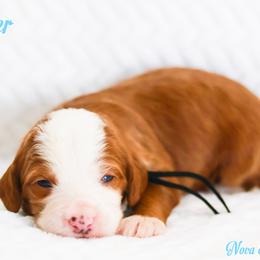 Cartier - Brown and white male Bernedoodle puppy in Diamond Bar, California from Furrytaildoodles