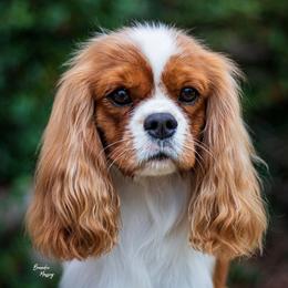 Archie - Cavalier King Charles Spaniel