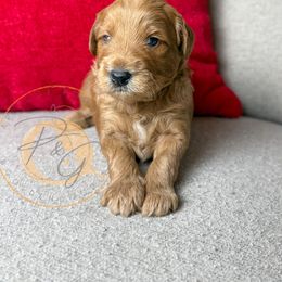 St. Nick (dark blue collar) - Apricot male Goldendoodle puppy in Murrieta, California from Apricot Poodles & Goldendoodles, LLC