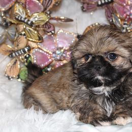 Shih Tzu Puppies from Sugar and spice shih Tzu
