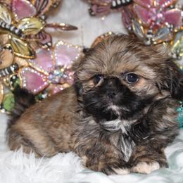 Shih Tzu Puppies from Sugar and spice shih Tzu