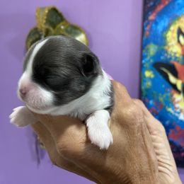 Chihuahua Puppies from King Chihuahuas