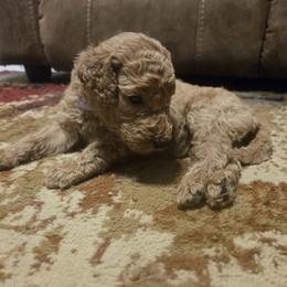 Rose - Apricot female Goldendoodle puppy in Tavares, Florida from Spirited Doodles