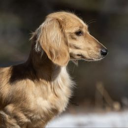 Anatolian Shepherd Dogs and Dachshunds from Sarah Zwiefel