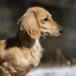 Anatolian Shepherd Dogs and Dachshunds from Sarah Zwiefel