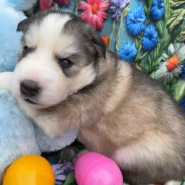 Breezy - Wolf sable male Pomsky puppy in Venus, Pennsylvania from Hemlock Pines Pomsky