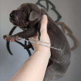 Black Collar - Blue male Great Dane puppy in Alton, Illinois from Show Me Great Danes and Basset Hounds