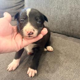 Bruno - Black and white male Border Collie puppy in Taylor, Arizona from Vowell Farm Border Collies
