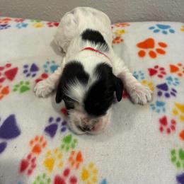 Specks - Black and white male Cockapoo puppy in Brookings, South Dakota from Hofer Pups