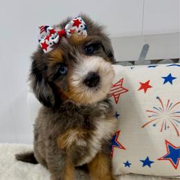 Miss Star - Merle female Bernedoodle puppy in Hegins, Pennsylvania from Bubbling Springs Doodles, LLC