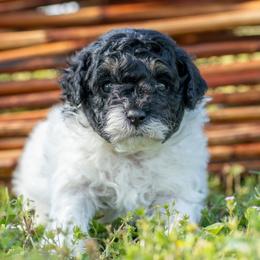Tucker - Black and white male Cavapoo puppy in Gurdon, Arkansas from Franklin Ranch Pups