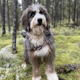 Dolly - Bernedoodle