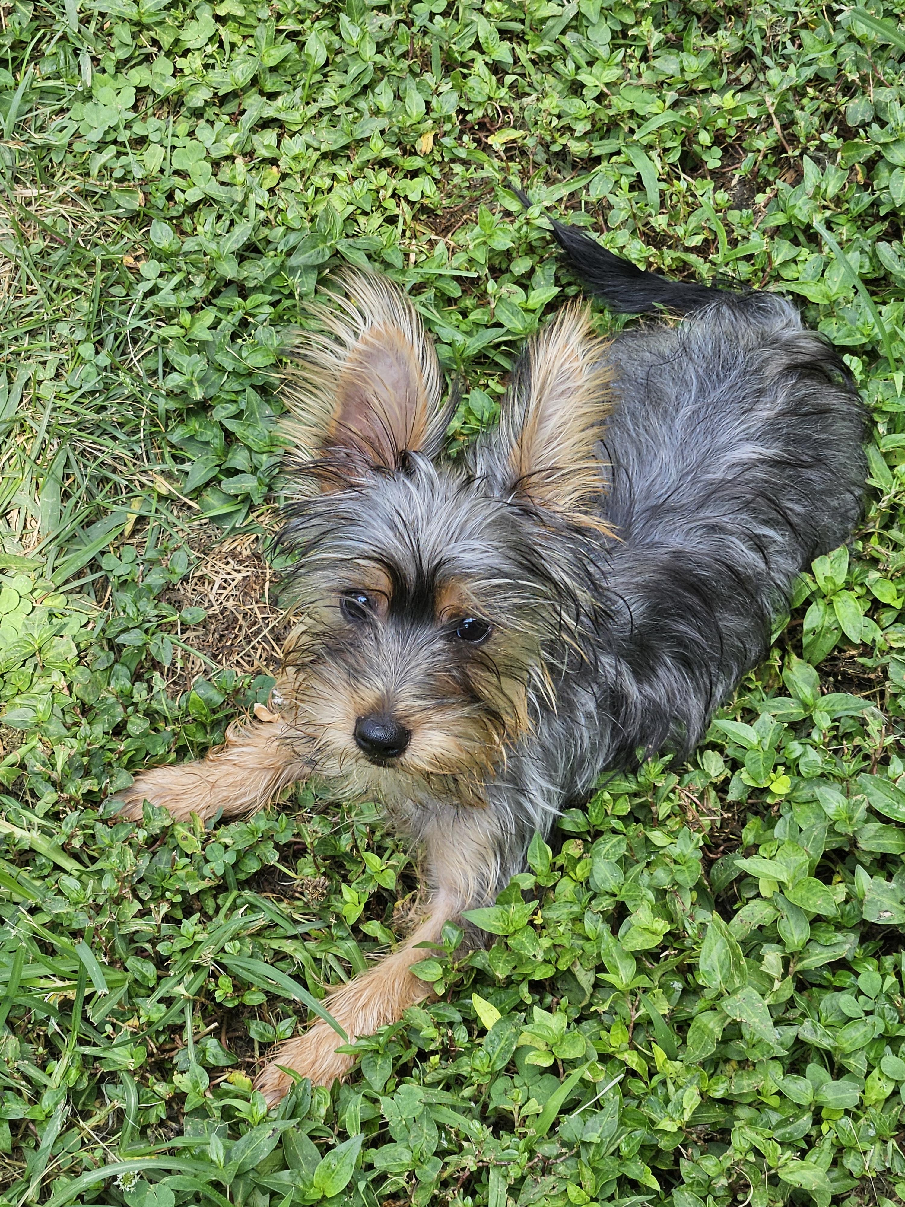 Nice Terriers Brawley's Beautiful Babies in Indiana | Silky Terrier puppies | Good Dog