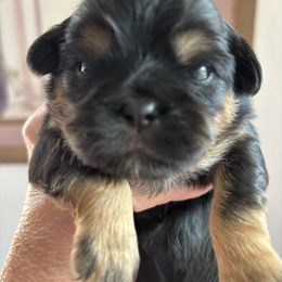 Black Beauty - Black and tan female Shih Tzu puppy in Redmond, Oregon from Jazzie Shih Tzu & English Toy Spaniels