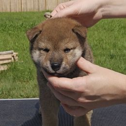 Kijin - Red male Shiba Inu puppy in Marianna, Florida from Diwasou