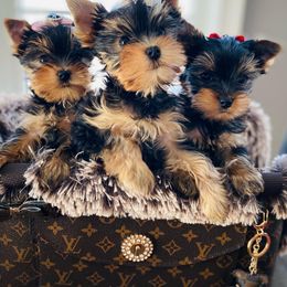 Yorkshire Terrier Puppies from Green Mountain Designer Yorkies