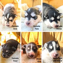 Pomsky Puppies from KP Pomskies LLC