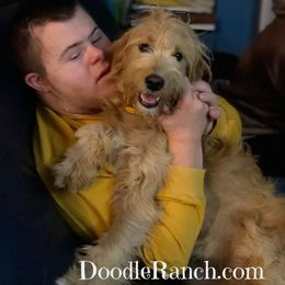 Goldendoodle and Labradoodle Puppies from Doodle Ranch