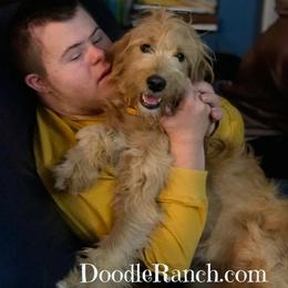 Goldendoodle and Labradoodle Puppies from Doodle Ranch