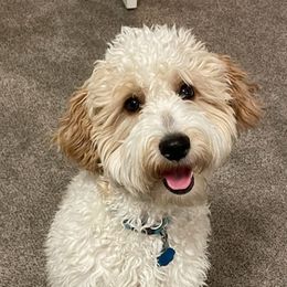 Goldendoodles from Dee’s Adorable Doodles