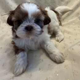 AKC Honey (Champion Bloodlines) - Gold and white female Shih Tzu puppy in Long Beach, California from Prieto Shih-Tzu's