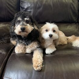 Bernedoodle Puppies from Mini Bernedoodle Babies- Indiana