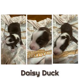 Daisy Duck - Red tri female Toy Australian Shepherd puppy in Menan, Idaho from Teton Toy Aussies