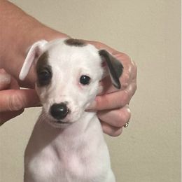 Lotta - White and red brindle female Whippet puppy in Brooksville, Florida from Phasion Whippets Kimberly & Paul Norton Sr.