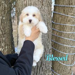 Blessed - Yellow and white male Bernedoodle puppy in Mount Vernon, Missouri from PoodlelyDoodlely