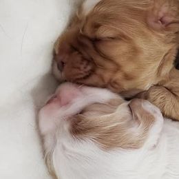 Cocker Spaniels from Cocker Spaniel Haven