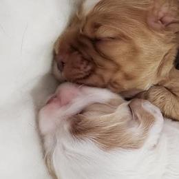 Cocker Spaniels from Cocker Spaniel Haven