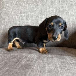 Albert - Black and tan male Dachshund puppy in Tonopah, Arizona from Brandie's Dachshunds