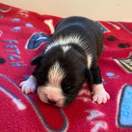 AKC Luna - Black brindle and white female Boston Terrier puppy in Imperial, Missouri from Boston Kup Breeders