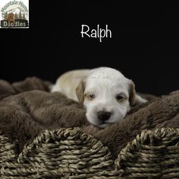 Ralph - Apricot male Australian Labradoodle puppy in Cashmere, Washington from Mountain Home Doodles