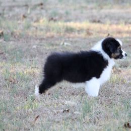 Australian Shepherd Puppies from Blackwater Australian Shepherds