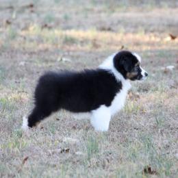 Australian Shepherd Puppies from Blackwater Australian Shepherds