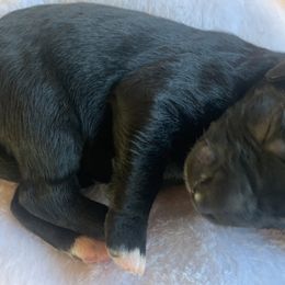 Goldendoodle Puppies from FamilyLoved Doodles